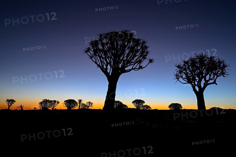 Quiver trees (Aloe dichotoma), blue hour, quiver tree forest near Keetmanshoop, Karas Region, Namibia