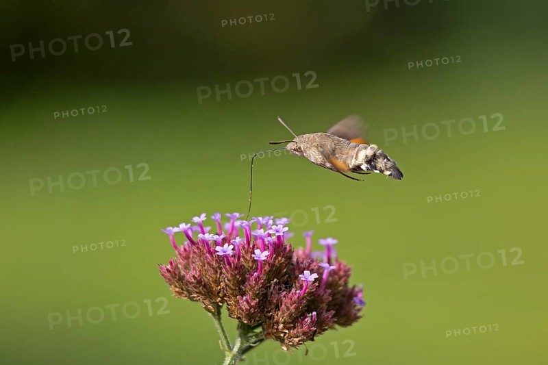 Butterfly, pigeon tail (Macroglossum stellatarum), also known as hummingbird butterfly or hummingbird hawk moth, Purpletop vervain (Verbena bonariensis), Burgstemmen, Nordstemmen, Lower Saxony, Germany