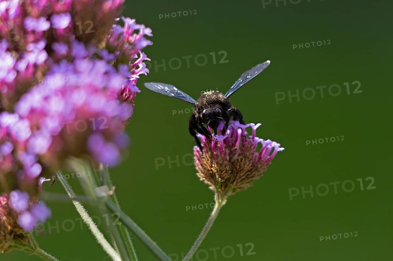 Wood bee (Xylocopa), Purpletop vervain (Verbena bonariensis), Burgstemmen, Nordstemmen, Lower Saxony, Germany