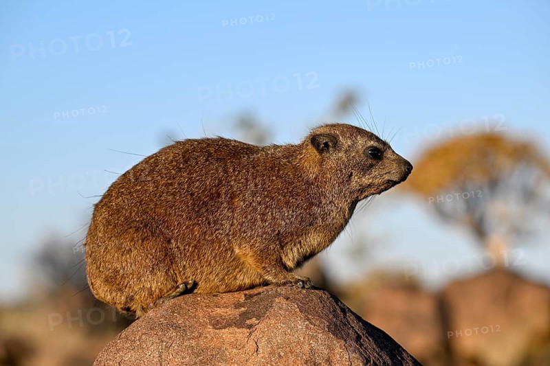 Klippschliefers (Procavia capensis), desert dormice or Klippdachs in the quiver tree forest near Keetmanshoop, Karas Region, Namibia