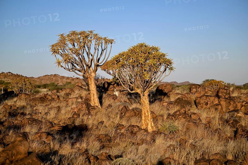 Quiver trees (Aloe dichotoma), quiver tree forest near Keetmanshoop, Karas Region, Namibia