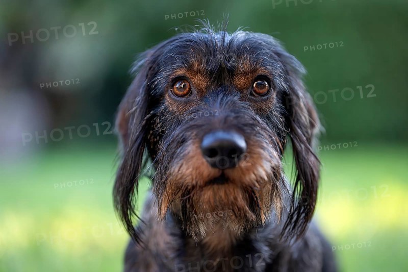 Rough-haired dachshund (Canis lupus familiaris) male, 4 years, animal portrait, attentive, Stuttgart, Baden-Württemberg, Germany