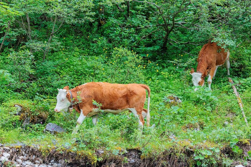 Holstein-Friesian cattle grazing on a mountain pasture in steep terrain. Eng Valley, Austria