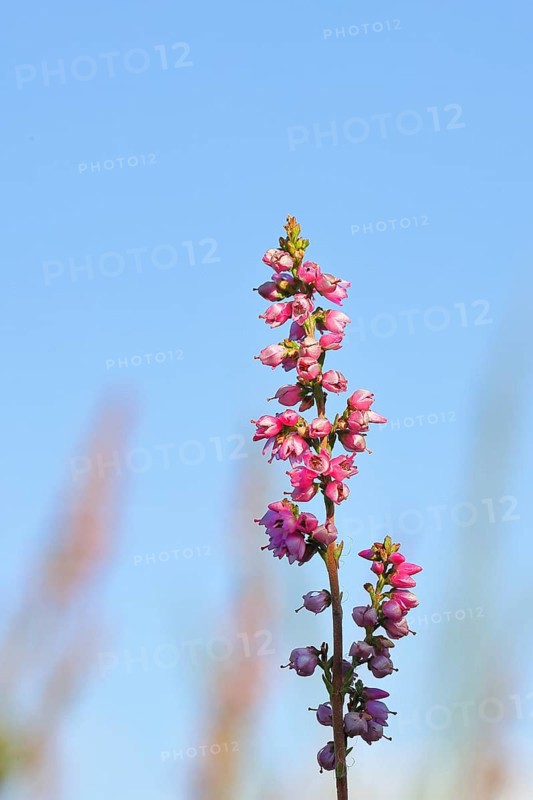 Flowering heather (Calluna vulgaris), heather, Trupacher Heide nature reserve, Siegen, North Rhine-Westphalia, Germany