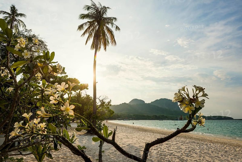 White sandy beach and coconut palms, sunset, Pearl Beach, Koh Mook, Trang Province, Southern Thailand, Andaman Sea, Thailand