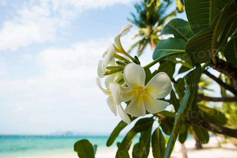 Frangipani, Pearl Beach, Koh Mook, Trang Province, Southern Thailand, Andaman Sea, Thailand