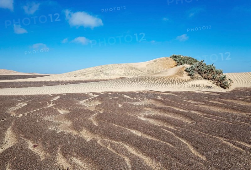 Small sand heaps form around the sparse vegetation in the Namib Desert. Skeleton Coast National Park, Namibia
