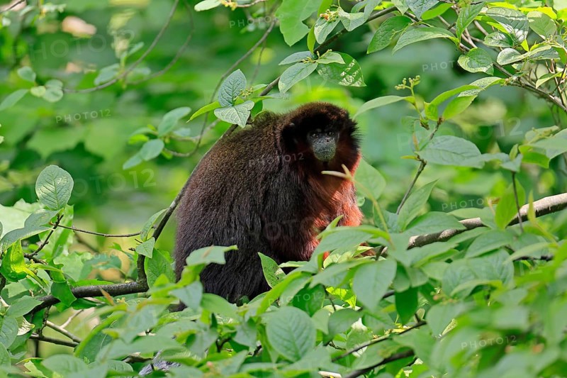 Coppery titi (Plecturocebus cupreus), adult, alert, on tree, South America