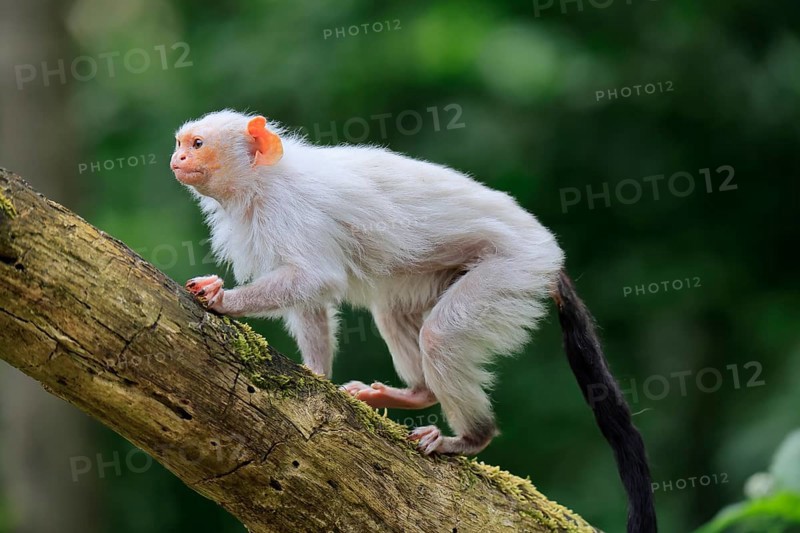 Silver marmoset (Mico argentatus, Syn.: Callithrix argentata), silver marmoset, adult, on tree trunk, running, alert, South America