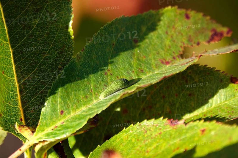 Caterpillar of the sail butterfly, summer, Germany