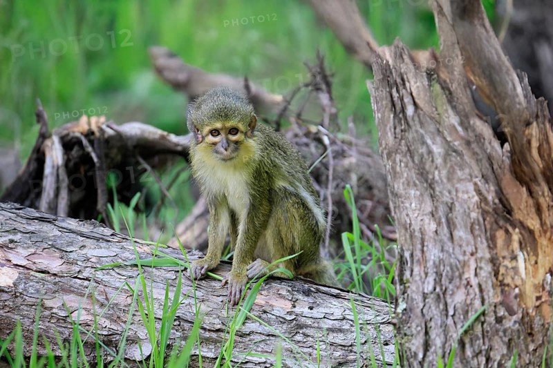 Gabon talapoin (Miopithecus ogouensis), adult, alert, on tree trunk