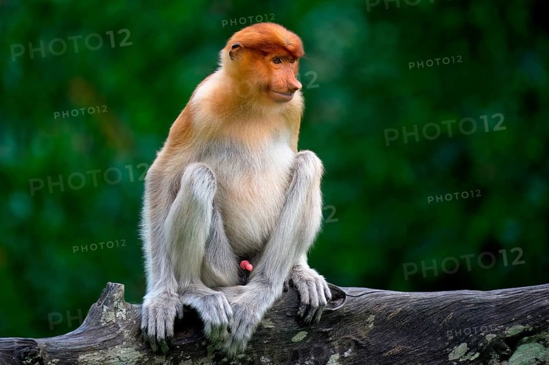 Endemic Proboscis monkey or Long-nosed monkey (Nasalis larvatus), sitting on a branch in the forest, Borneo, Malaisia