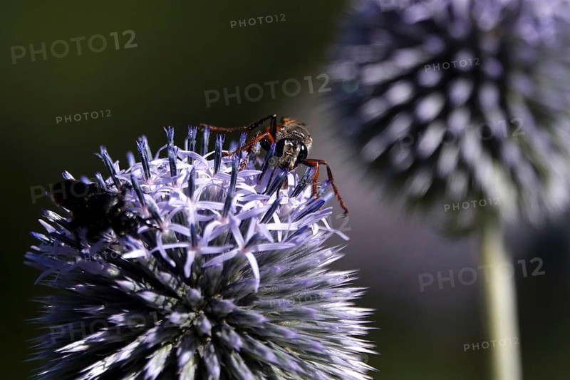 Scolia hirta, July, Germany