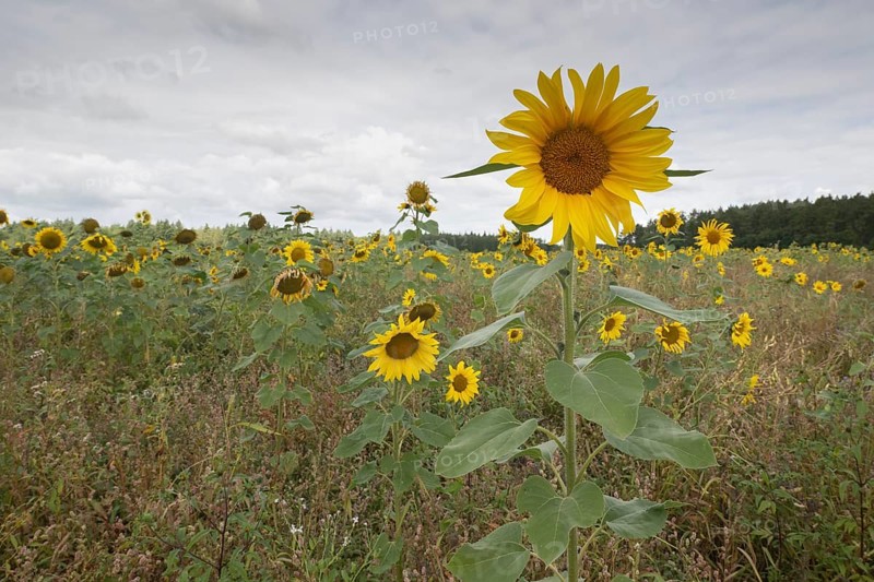 Sunflowers (Helianthus annuus), Emsland, Lower Saxony, Germany