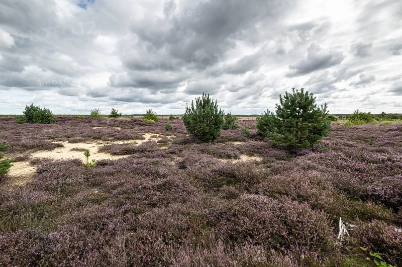 Heathland (Calluna vulgaris), Emsland, Lower Saxony, Germany