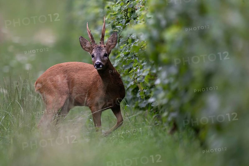 Roebuck in the rut, Biburg leaf time, Eifel Rhineland-Palatinate, Germany