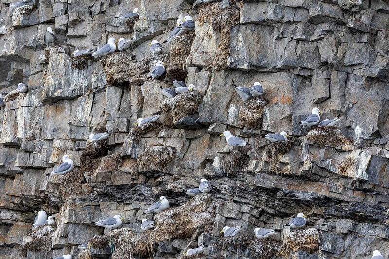Group of kittiwakes (Rissa tridactyla) in a field wall, nesting sites, Mushamna, Spitsbergen, Svalbard
