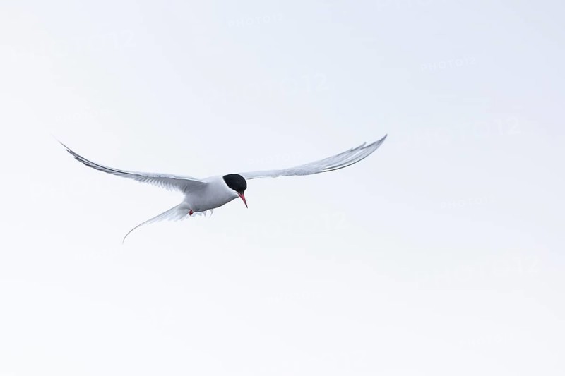 Arctic Arctic Tern (Sterna paradisaea) in a shaking flight to catch fish, Terns (Sterninae), Muchinsonfjord, Spitsbergen, Svalbard