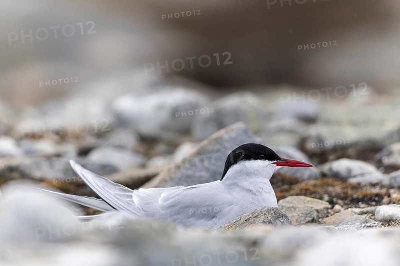 Arctic Arctic Tern (Sterna paradisaea) breeds in the gravel bed, Terns (Sterninae), Gravnesodden, Spitsbergen, Svalbard