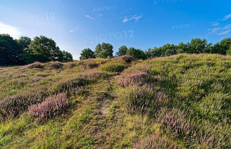 Ripple-crowned dune area in the Schleswig-Holstein municipality of Jörl. The nature reserve Düne am Rimmelsberg is an FFH area, overgrown with heather and juniper. Rimmelsberg, Jörl, Schleswig-Holstein, Germany