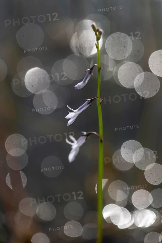 Water lobelia (Lobelia dortmanna), Emsland, Lower Saxony, Germany