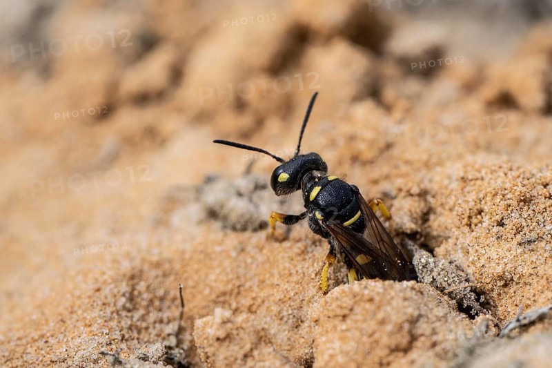 Digger wasp (Gorytes laticinctus), Emsland, Lower Saxony, Germany