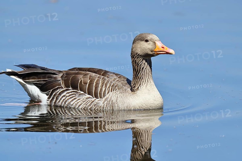 Greylag goose (Anser anser) swimming on the water, Chiemsee, Bavaria, Germany