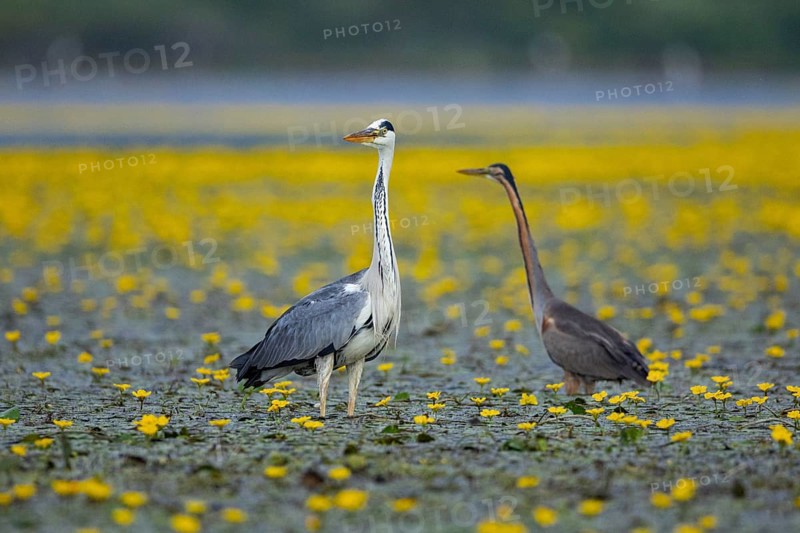 Grey heron (Ardea cinerea) and purple heron (Ardea purpurea) amidst flowering sea pots (Nymphoides peltata) Hungary