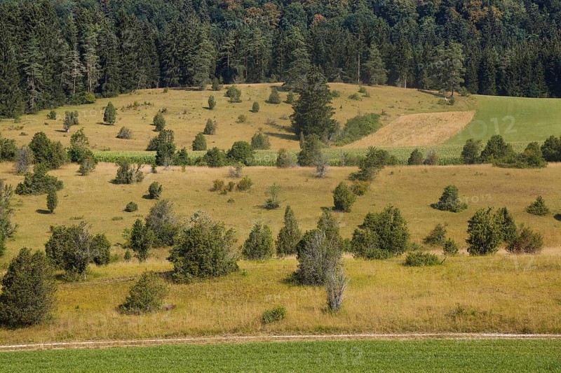 Landscape, nature, trees, meadow, juniper heath, Digelfeld near Hayingen, Swabian Alb, Baden-Württemberg, Germany