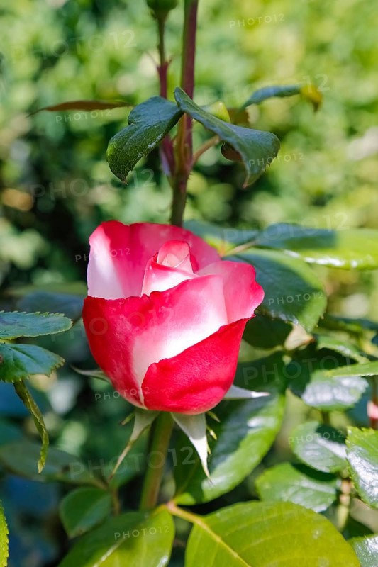 Rose (Rosa), cultivated rose, white and red blossom, green leaves, garden, flowers, plants, Reutlingen, Baden-Württemberg, Germany