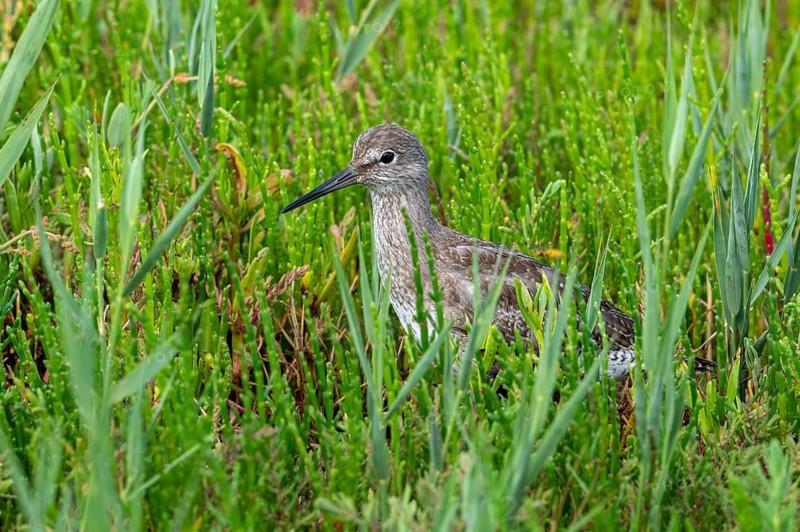 Common redshank (Tringa totanus) juvenile hidden in vegetation with glasswort on the shore of coastal saltmarsh, salt marsh along the coast in summer