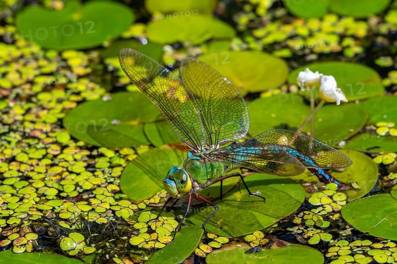 Emperor dragonfly, blue emperor (Anax imperator, Anax formosa) female with blue abdomen laying eggs in water of brook in summer