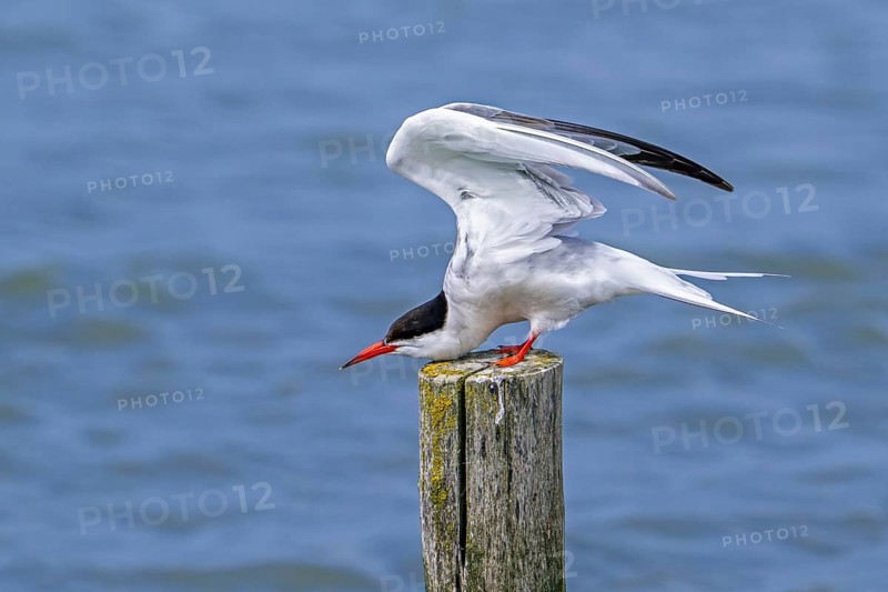 Common tern (Sterna hirundo) adult in breeding plumage perched on wooden pole and stretching wings along the North Sea coast in summer