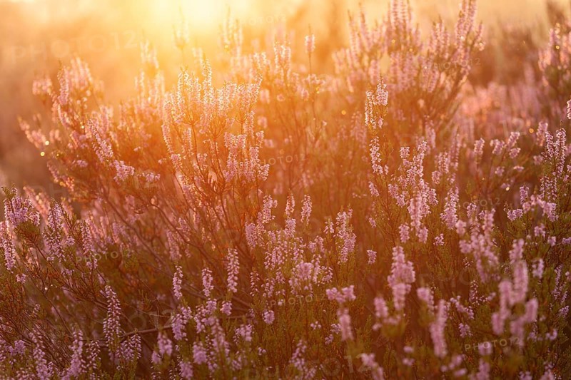 Bell heather (Erica tetralix) in the Lüneburg Heath in the yellow-red morning light at sunrise