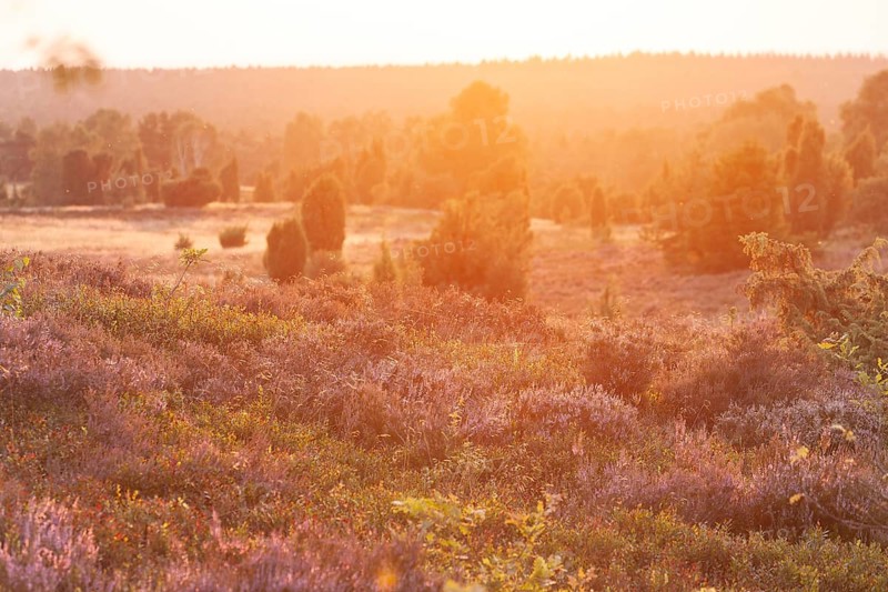 Beautiful sunset over the blooming heath on Wilseder Berg, Lüneburg Heath