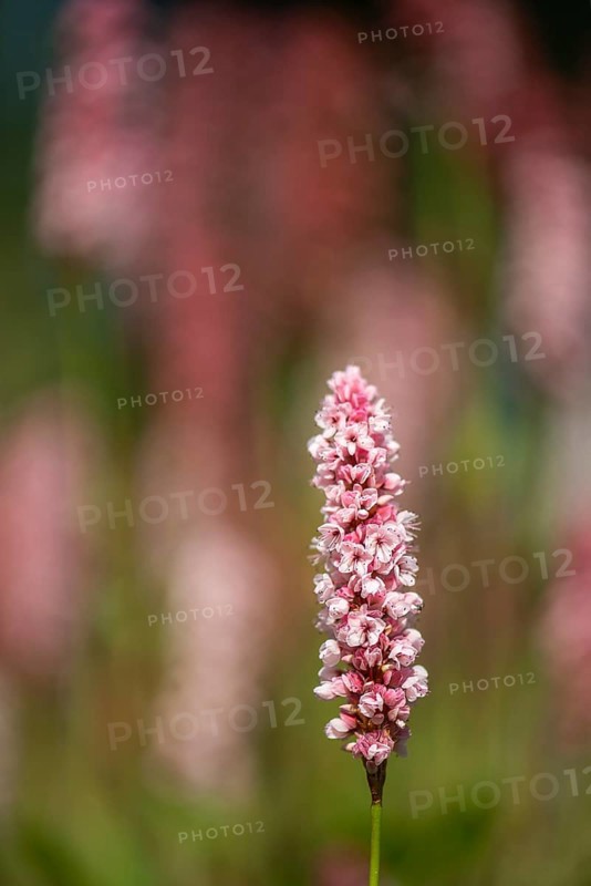Snail knotweed (Bistorta affinis), Emsland, Lower Saxony, Germany