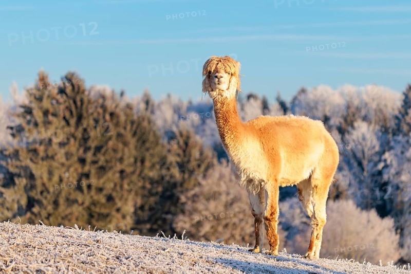 A white alpaca (Vicugna pacos) stands in the early morning light on a frozen meadow in hilly terrain. A forest covered in hoarfrost can be seen in the background. Captive, Germany