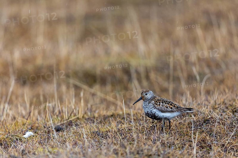 Black-legged stint (Calidris maritima) foraging, Aventdalen, Longyearbyen, Spitsbergen, Svalbard