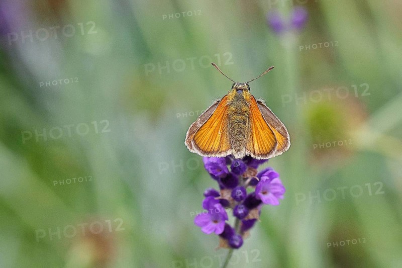 Large skipper (Ochlodes venatus), collecting nectar from a flower of Common lavender (Lavandula angustifolia), close-up, macro photograph, Wilnsdorf, North Rhine-Westphalia, Germany