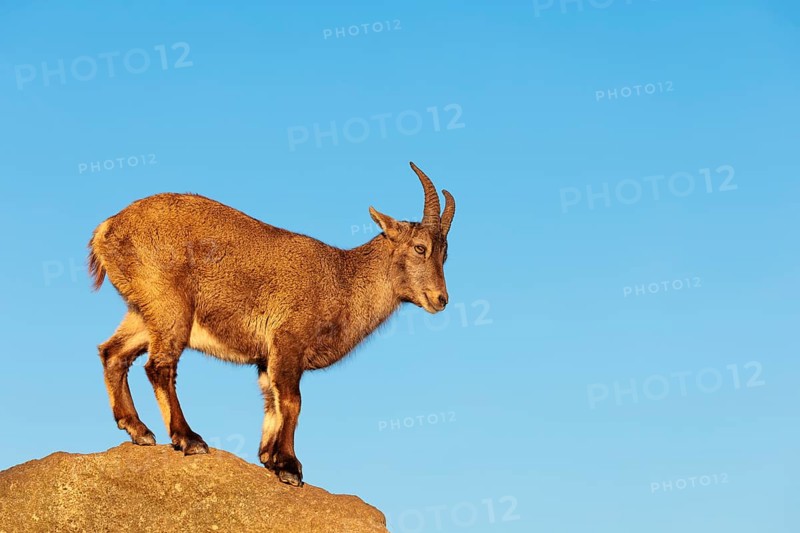 A female ibex (Capra ibex) stands on a rock in the warm evening light. A blue sky can be seen in the background. Carinthia, Austria