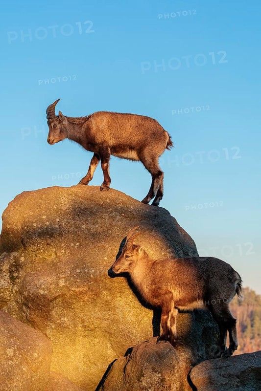 Two female ibex (Capra ibex) stand on a rock in the warm evening light. A blue sky can be seen in the background. Carinthia, Austria