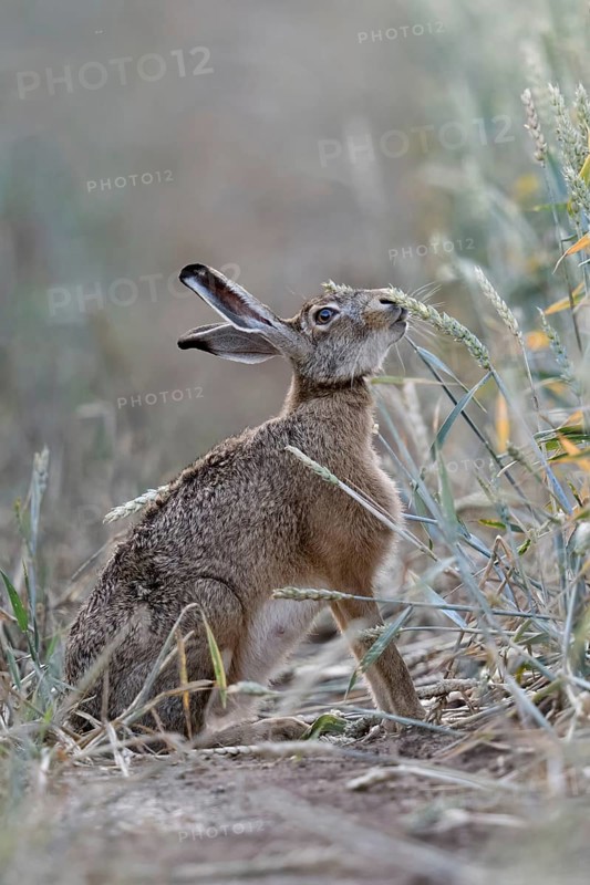 The hare likes it... Brown hare (Lepus europaeus) eats, nibbles from ripe wheat shortly in front of the harvest, funny animal pictures, native nature, Lower Rhine, North Rhine-Westphalia, Rhineland, Germany, Western Europe