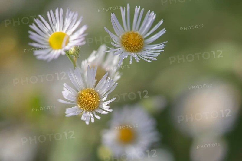 Annual fireweed (Erigeron annuus), Emsland, Lower Saxony, Germany