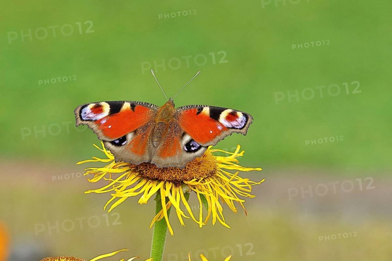 Peacock butterfly (Aglais io), on a yellow flower of a Great Telekie (Telekia speciosa), Wilnsdorf, North Rhine-Westphalia, Germany