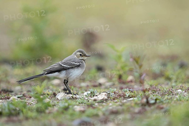 Young bird... White wagtail (Motacilla alba) in typical habitat, on a ruderal area, dry fallow land, wildlife, native nature, North Rhine-Westphalia, Rhineland, Germany, Western Europe