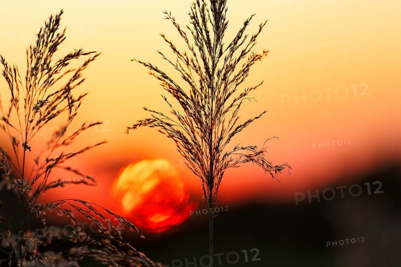Reed (Phragmites australis), flower panicles in a marshy area, sunset, Saintes-Maries-de-la-Mer, Camargue Regional nature park Park, France