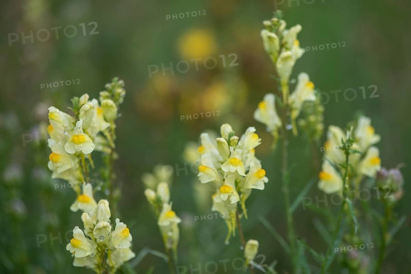 Common toadflax (Linaria vulgaris), Emsland, Lower Saxony, Germany