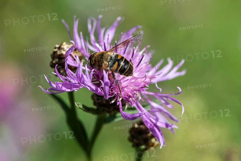 Tapered Dronefly (Eristalis pertinax) in a meadow knapweed (Centaurea jacea), Lower Saxony, Germany