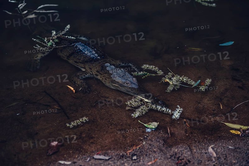 Special light atmosphere with crocodile in the outback in Windjana Gorge National Park in Australia