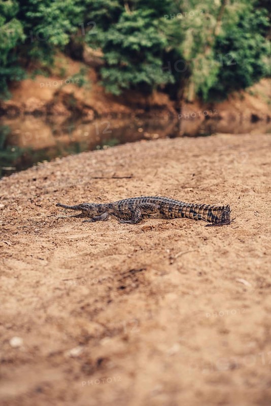 Special light atmosphere with crocodile in the outback in Windjana Gorge National Park in Australia